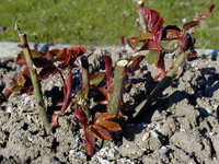 Rosenstock nach dem Frühjahrsschnitt