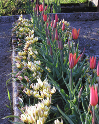 Beet mit Tulpen "Balerina" und Wildtulpen