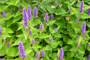 Agastache