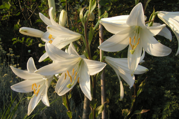 Madonnenlilien