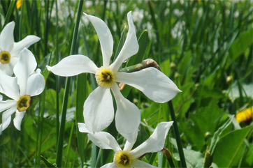 Wiese mit Berg-Narzissen