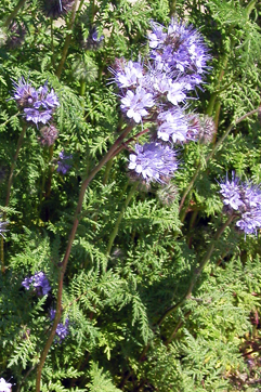 Phacelia