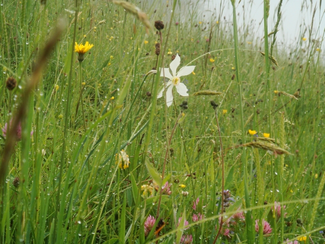 wilde Narzisse im Regen