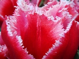 Tulpe