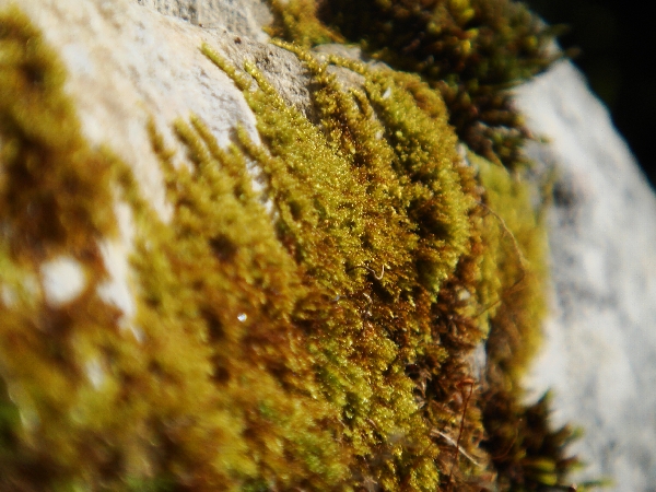 Moos auf Baum