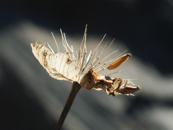 verblte Bergblume