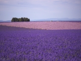 Plateau de Valensole