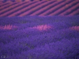 Plateau de Valensole