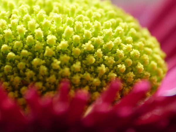 rote Gnseblume