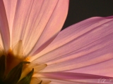 Cosmea