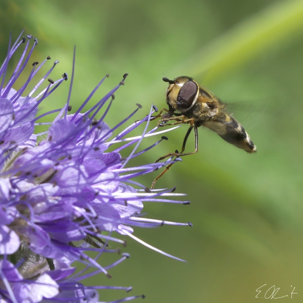 Schwebefliege