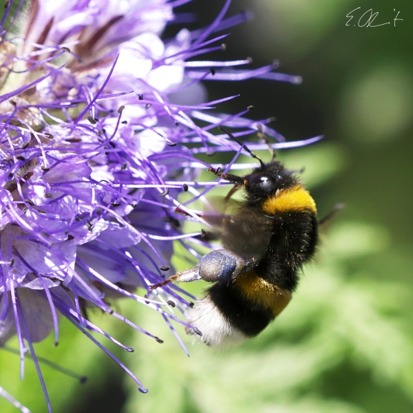 Dunkle Erdhummel