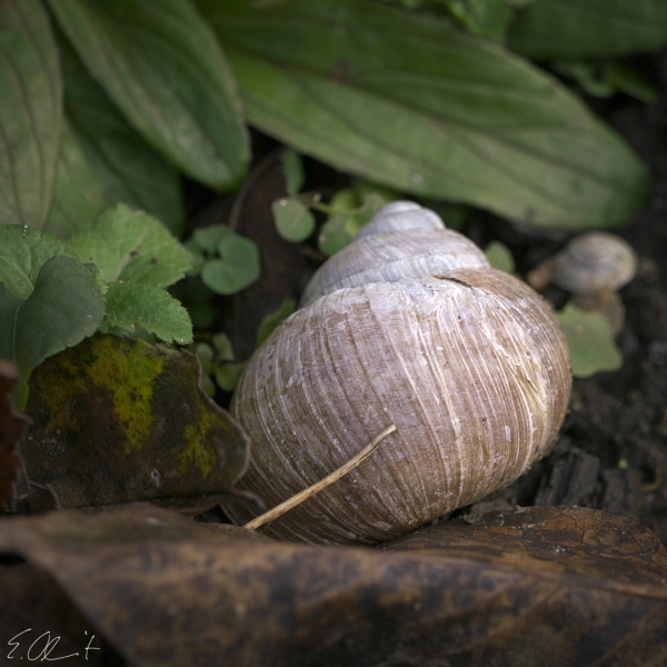 Weinbergschnecke