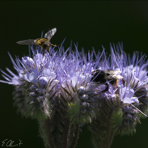 Schwebefliege und Hummel