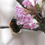 Baumhummel