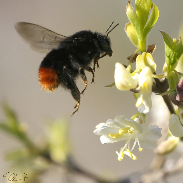 Steinhummel