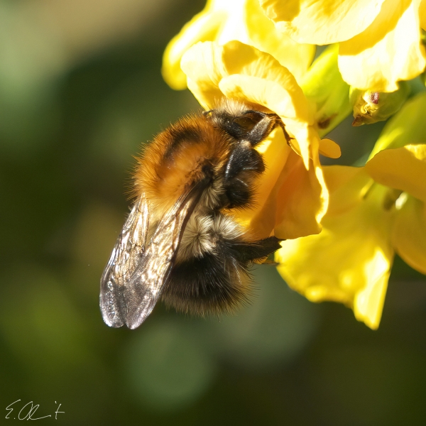 Ackerhummel