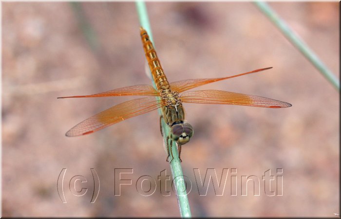 Brachythemis contaminata2.jpg
