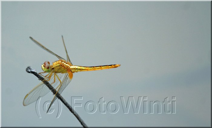 Brachythemis contaminata3.jpg