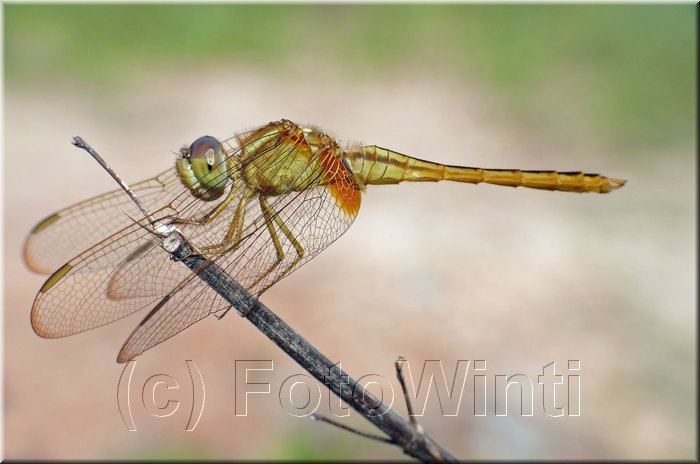 Crocothemis servilia4.jpg