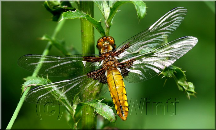 Libelulla depressa 3.jpg