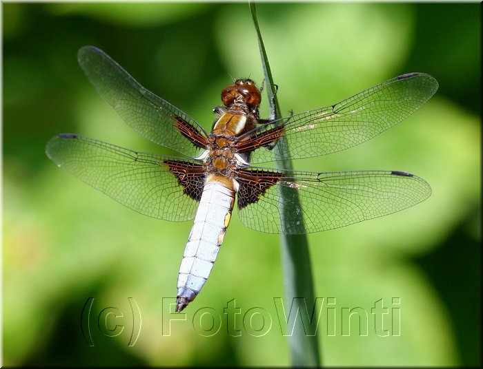 Libelulla depressa 6.jpg