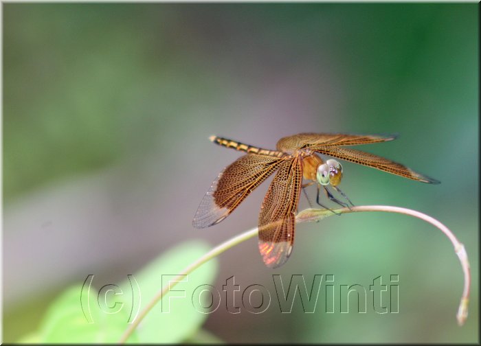 Neurothemis vulvia5.jpg