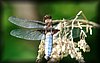 Libelulla depressa 2.jpg