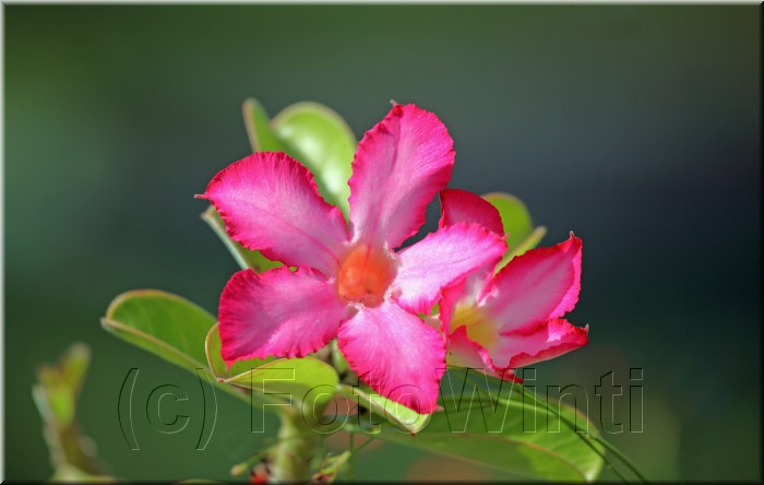 Adenium obesum.JPG