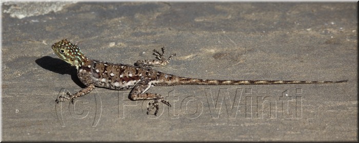 Agama agama.JPG