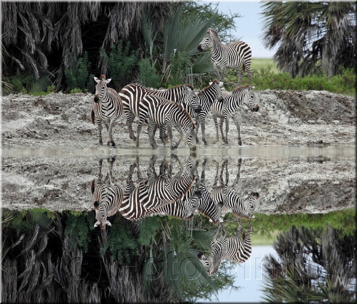 Equus quagga7.JPG