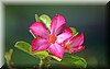 Adenium obesum.JPG