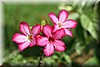 Adenium obesum2.JPG