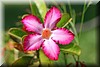 Adenium obesum3.JPG