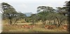 Aepyceros melampus.JPG
