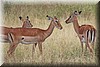 Aepyceros melampus2.JPG