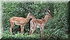 Aepyceros melampus3.JPG