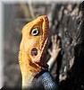 Agama agama6.JPG