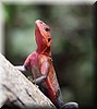 Agama agama8.JPG