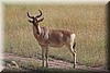 Alcelaphus buselaphus.JPG