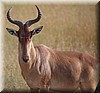 Alcelaphus buselaphus3.JPG