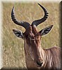 Alcelaphus buselaphus4.jpg