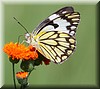 Belenois creona4.jpg