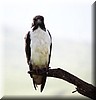 Buteo augur 2.JPG