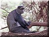 Cercopithecus mitis.JPG