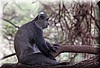 Cercopithecus mitis2.JPG