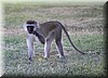 Chlorocebus pygerythrus.JPG