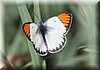 Colotis danae.jpg