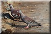 Columba guinea.JPG