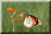 Danaus chrysippus5.JPG